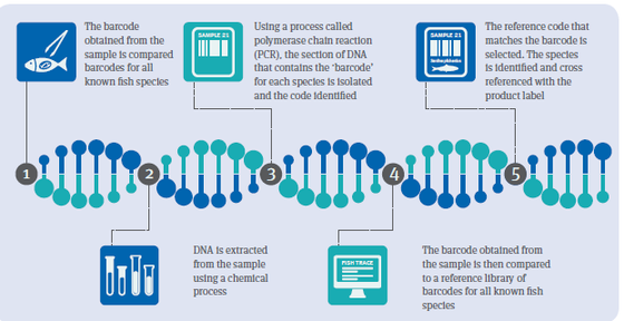 DNA亲子鉴定方法