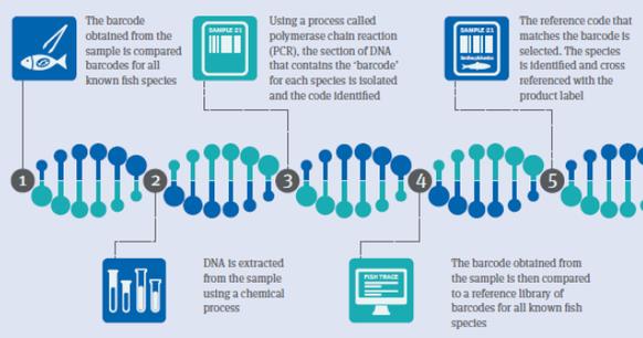 DNA亲子鉴定流程